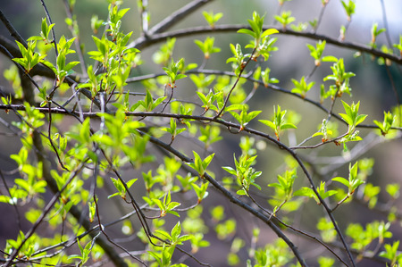 Close-up shot of a branch with young leaves in spring.の写真素材