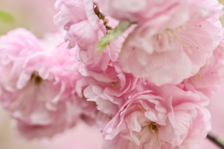 Pink flowers of an Oriental cherry blossom (sakura) in a springtime, soft focus, Shallow DOF.の写真素材