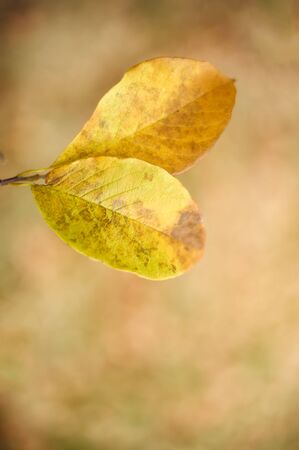 Autumn leaves in a park, shallow DOF.の写真素材