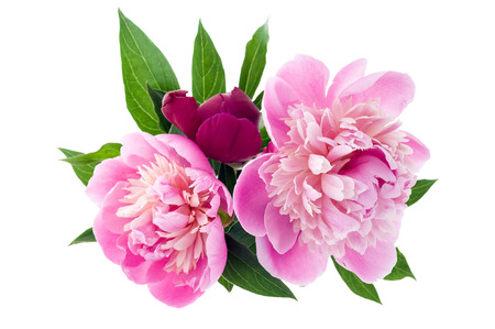 Studio shot of peony bouquet isolated on white background. Top view.の写真素材