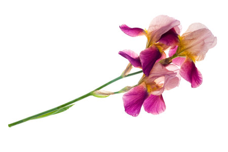 Purple iris flower isolated on white background.の写真素材