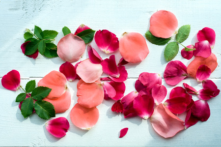 Rose petals leaves on white wooden background, top view. Natural flower background, Romantic floral background, Valentines day background.の写真素材