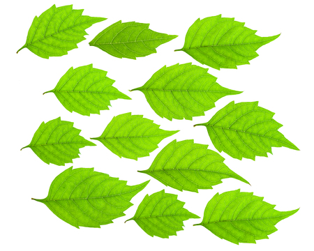 Green leaf set isolated on white background.の写真素材