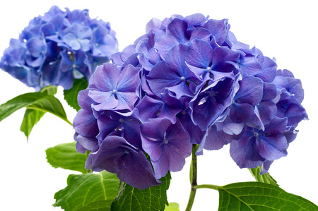 Purple hydrangea flower close-up isolated on white background.の写真素材