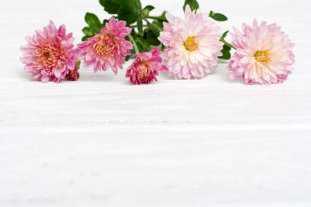 Fresh autumn pink chrysanthemums on white painted wooden planks. Selective focus. Place for text. Shallow DOF.の写真素材