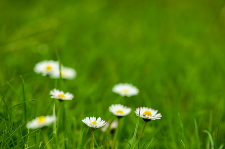 Daisy on blurred green grass background, very shallow DOF. The focus is on the daisy on foreground, other flowers are out of focus.の写真素材