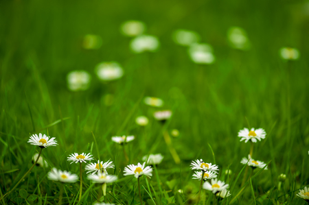 Daisy on blurred green grass background, very shallow DOF.の写真素材