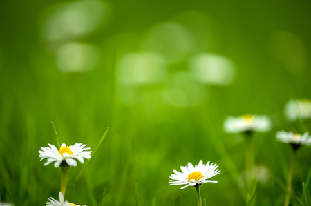 Daisy on blurred green grass background, very shallow DOF. The focus is on the daisy in center.の写真素材