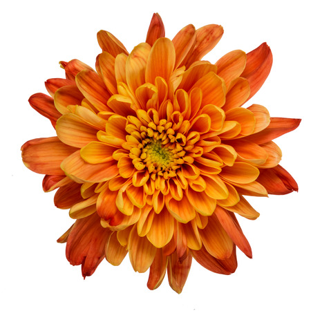 Beautiful orange chrysanthemum flower isolated on white backgroundの写真素材