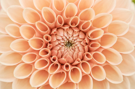 Orange dahlia petals macro, floral abstract background. Shallow DOF. High key.