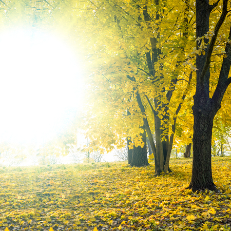Gold Autumn with sunflare. Beautiful Trees in the forest. Autumn landscape background. Square composition.の写真素材