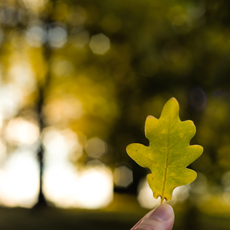 Oak autumn leaf in a hand. Photo taken outdoors, shallow DOF, with copy space.の写真素材