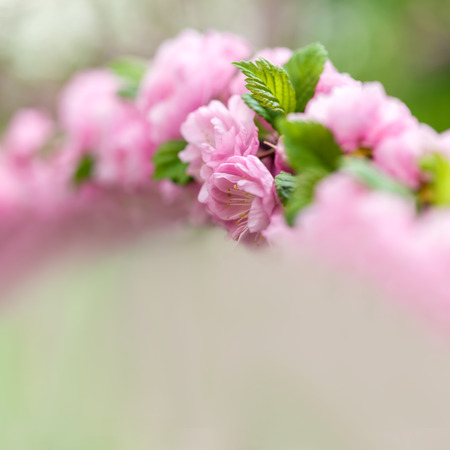 Pink flowers of an Oriental cherry blossom (sakura) in a springtime, soft focus, close-up. Square composition with copy space. Very shallow DOF.の写真素材