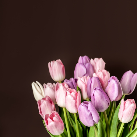 Close-up photo of colorful tulips on brown background.の写真素材