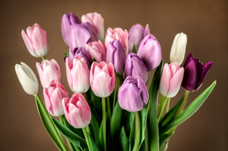Close-up photo of colorful tulips on brown background.の写真素材
