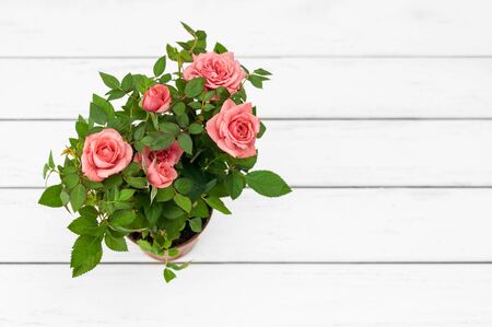 Pink roses in a flowerpot on white wooden background. Top view, copy space. Space for text, copy, lettering. Postcard template.の写真素材