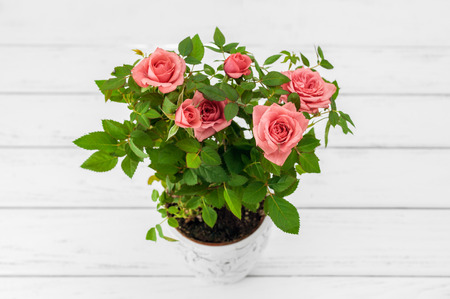 Pink roses in a flowerpot on white wooden background.の写真素材