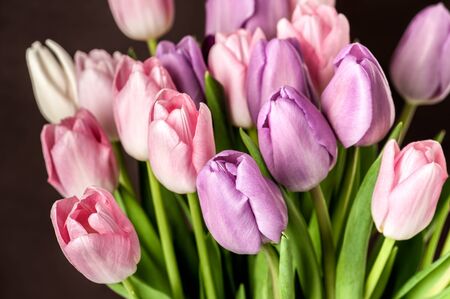 Close-up photo of colorful tulips on brown background.の写真素材