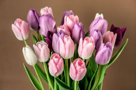 Close-up photo of colorful tulips on brown background.の写真素材