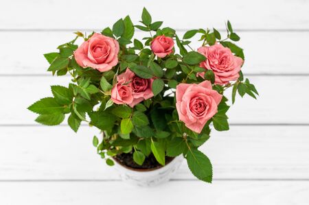 Pink roses in a flowerpot on white wooden background.の写真素材