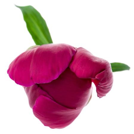 Bud of a purple peony with green leaves isolated on white.の写真素材