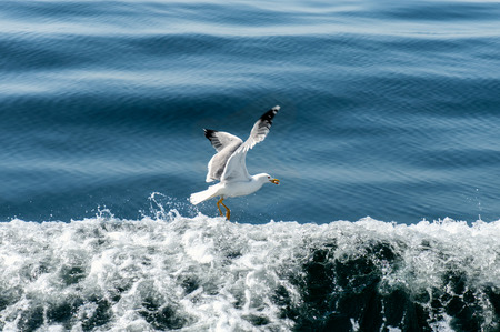 Seagull over wave with blue sea on background.の写真素材