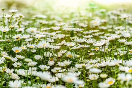 Blooming chamomile field. Chamomile flowers on a meadow in summer, blurred background.の写真素材