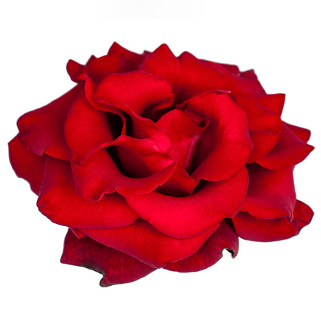 Red rose isolated on white background, angle view.の写真素材