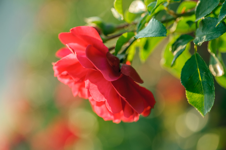 Beautiful blooming red rose on a bush in the garden on a sunny day, shallow DOF, soft focus, horizontal composition.の写真素材