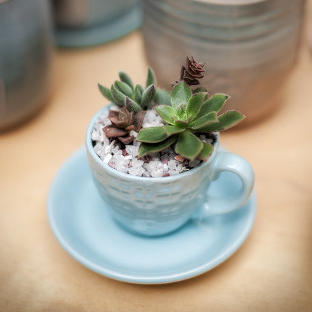 Succulent plants in the blue tea cup with saucer. Shallow DOF, square composition with vignette.の写真素材