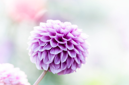 Purple dahlia close-up in the park, floral abstract background. Shallow DOF, outdoor shot.の写真素材