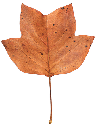 A closeup of a grungy Yellow Poplar leaf in autumn foliage colors isolated against a white backgroundの写真素材