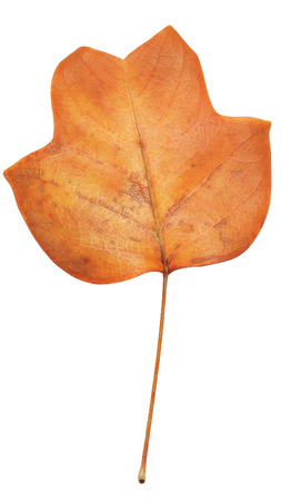 A closeup of a grungy Yellow Poplar leaf in autumn foliage colors isolated against a white backgroundの写真素材
