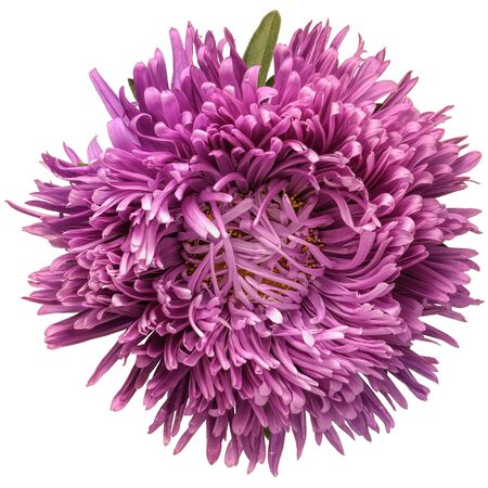 Close-up of violet aster isolated on white background, with clipping path.の写真素材