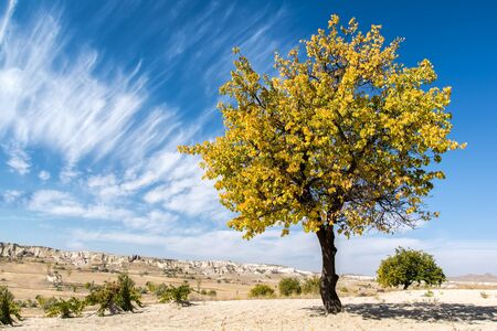 Lonely yellow autumn tree, photo taken in Cappadocia, Turkey.の写真素材