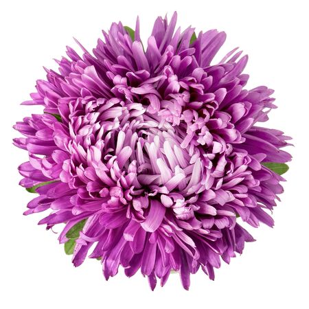 Close-up of violet aster isolated on white background, with clipping path.の写真素材