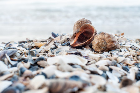 Close-up of two shells on the beach with sea on background, shallow DOF, soft focus.