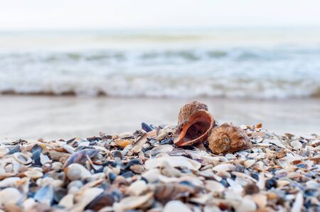 Close-up of two shells on the beach with sea on background, shallow DOF, soft focus.の写真素材