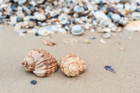 Close-up of two shells on the beach, shallow DOF.の写真素材