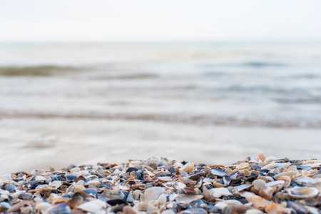 Sea shore background with seashells in shallow depth of field.の写真素材