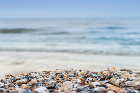 Sea shore background with seashells in shallow depth of field.の写真素材
