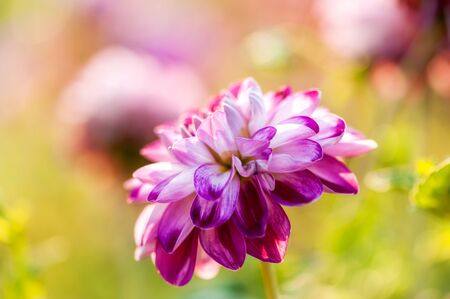 Purple and white dahlia close-up in the park, floral abstract background. Shallow DOF, outdoor shot.の写真素材