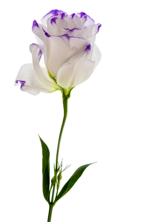 Studio shot of white and purple colored Eustoma flower Isolated on white backgroundの写真素材