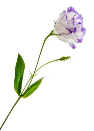 Studio shot of white and purple colored Eustoma flower Isolated on white backgroundの写真素材