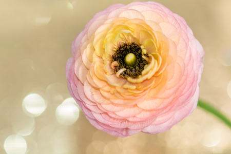 Orange and pink colored Ranunculus (persian buttercup) against golden color light blur background.の写真素材
