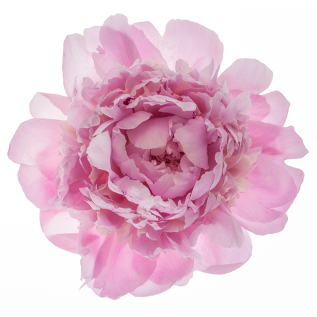 Pink peony flower isolated on white background, top view.の写真素材