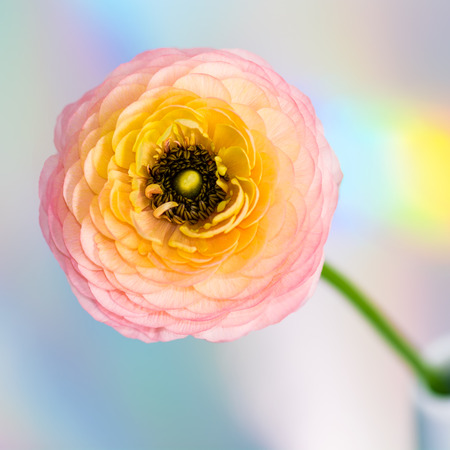 Orange and pink colored Ranunculus (persian buttercup) against colorful light refraction blur background. Square composition.の写真素材