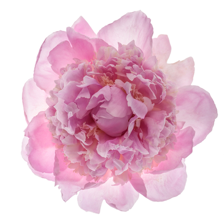 Pink peony flower isolated on white background, top view.の写真素材