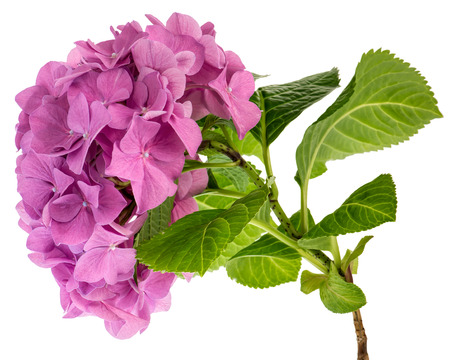 Pink hydrangea twig with green leaves isolated on white background.の写真素材