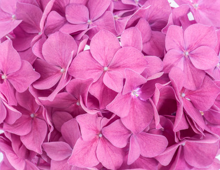 Pink hydrangea background close-up, beautiful flower blossom macro